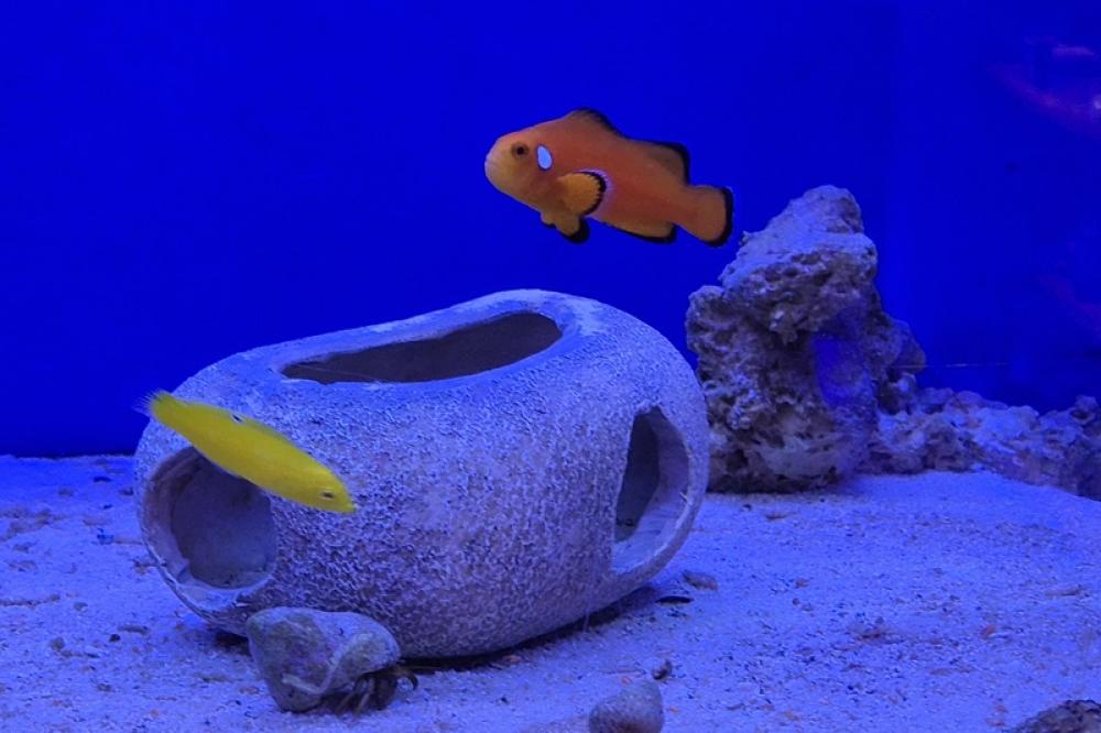 Anemonenfisch Nachzucht - Amphiprion ocellaris Misbar Orange Anemonenfisch Nachzucht - Amphiprion ocellaris Misbar Orange
